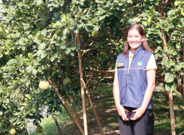 ลงพื้นที่ตรวจเยี่ยมและติดตามการดำเนินงานของศูนย์เรียนรู้การปลูกส้มโอทับทิมสยามบ้านแสงวิมานตำบลคลองน้อย อำเภอปากพนัง จังหวัดนครศรีธรรมราช โดยนายชวกิจจ์ สุวรรณคีรี รองผู้ว่าราชการจังหวัดนครศรีธรรมราช กล่าวต้อนรับพร้อมนายวิศิษฐ์ ศรีสุวรรณ์ อธิบดีกรมส่งเสริม ... พารามิเตอร์รูปภาพ 37